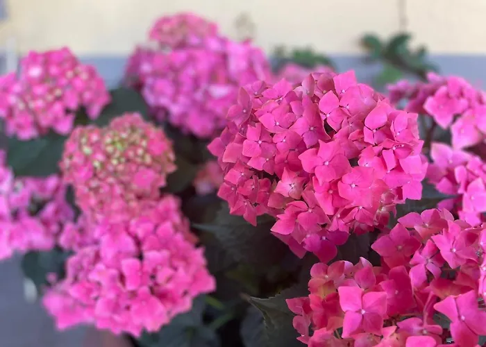 Casa Penelope Nocleg ze śniadaniem